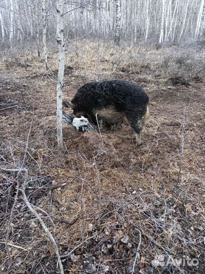 Венгерская мангалица на племя