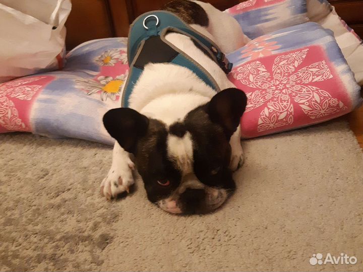 Французский бульдог 1,5 лет