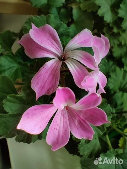 Пеларгония герань Дюймовочка