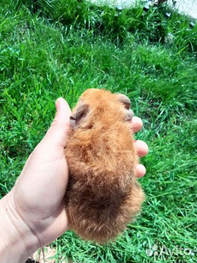 Морская свинка американский тедди