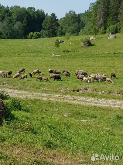 Бараны,ярки