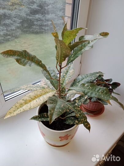 Кодиеум кротон