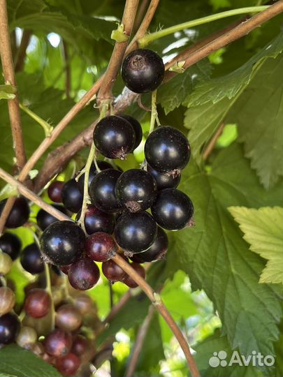 Чёрная душистая смородина