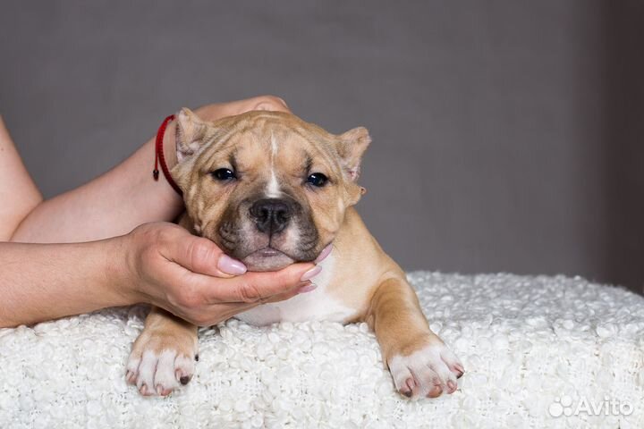 Малыши амбулли