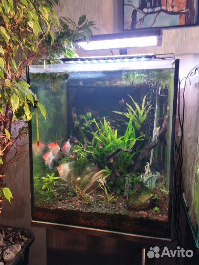 Аквариум с тумбой и светом