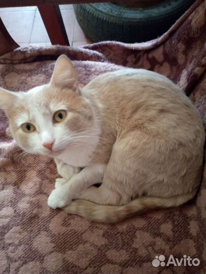 Кот в добрые руки