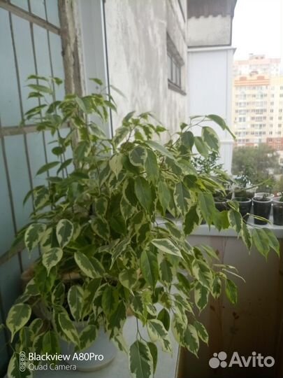 Фикус бенджамина пестролистный