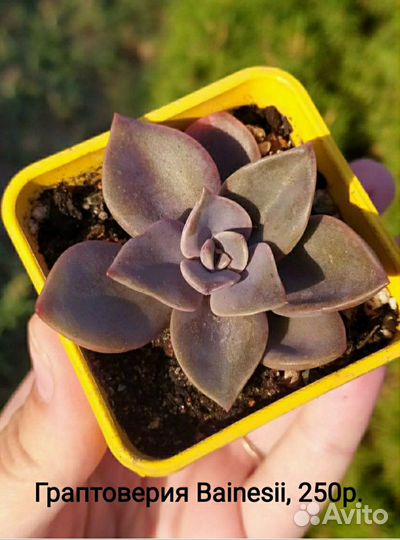 Суккуленты и кактусы