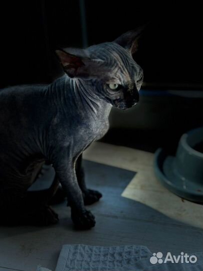 Канадский сфинкс