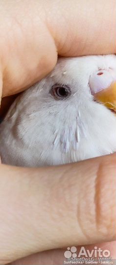 Самец получех альбинос с рубиновыми глазами