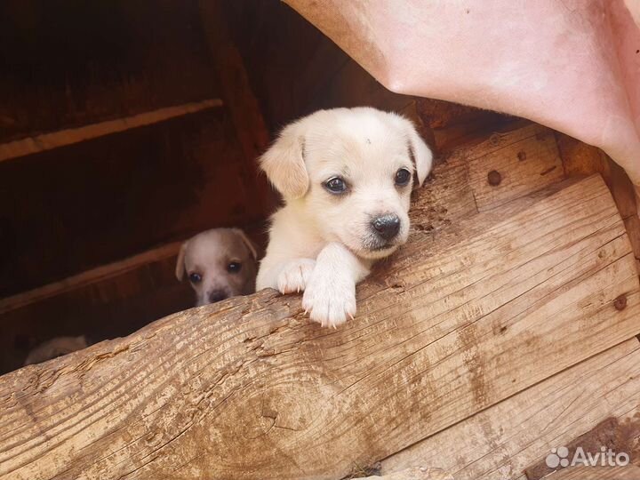 Щенята маленькой собачки