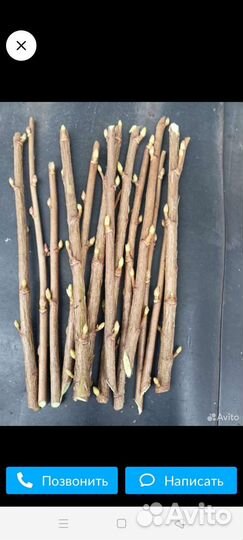 Черенки смородины