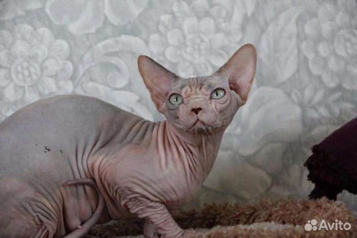 Канадский сфинкс