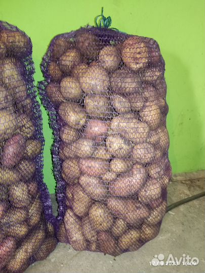 Продам картофель урожай 2023