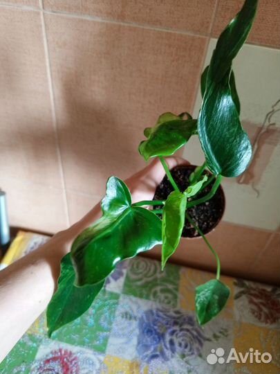 Филодендроны