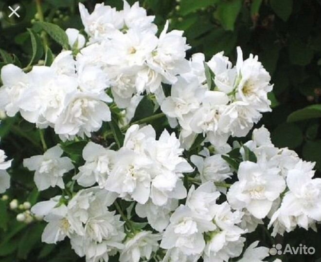 Чубушник Арктика (жасмин)