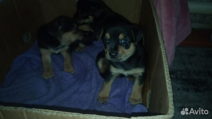 Щенки той - терьер