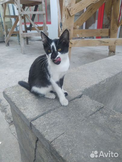 Котенок