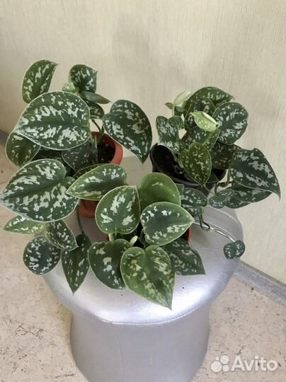 Эпипремнум сциндапсус расписной