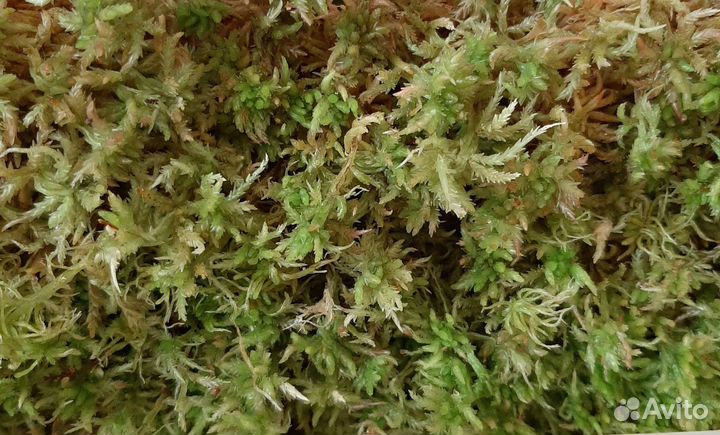Мох сфагнум живой