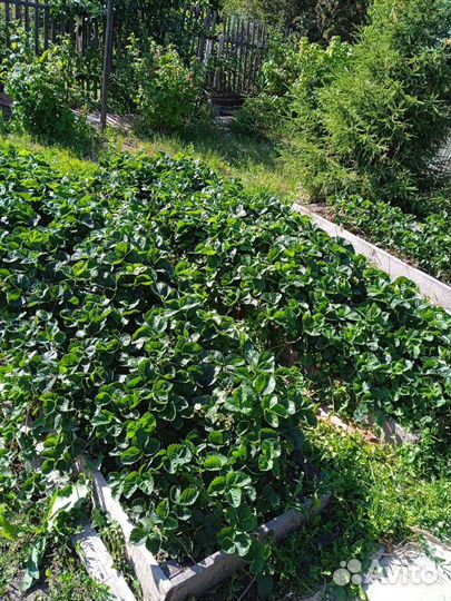 Рассада клубники