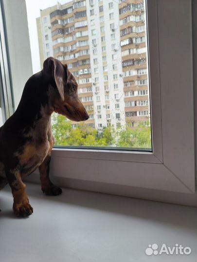 Мраморная карликовая такса