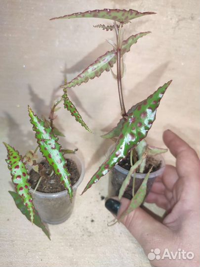 Домашние растения цветы