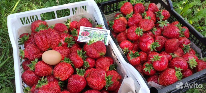 Рассада клубники Азия