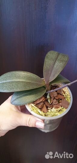 Орхидея фаленопсис парфюмерная фабрика