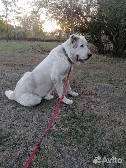 Сука алабай