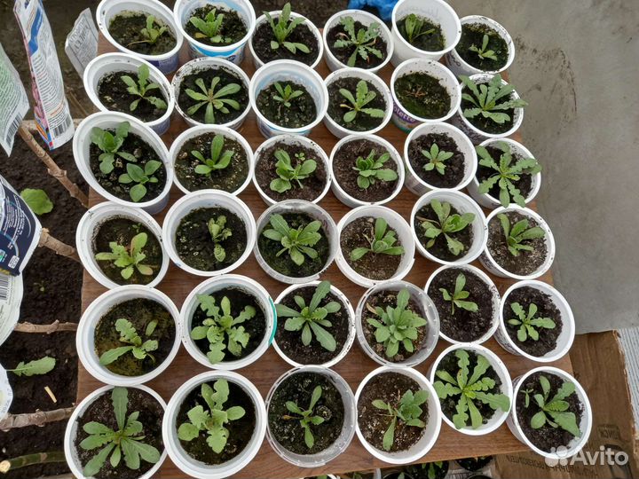 Статица рассада