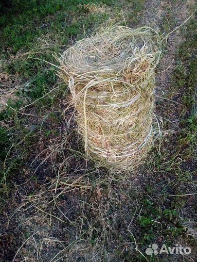 Продам сено в маленьких рулонах