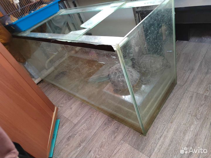 Аквариум с черепахами
