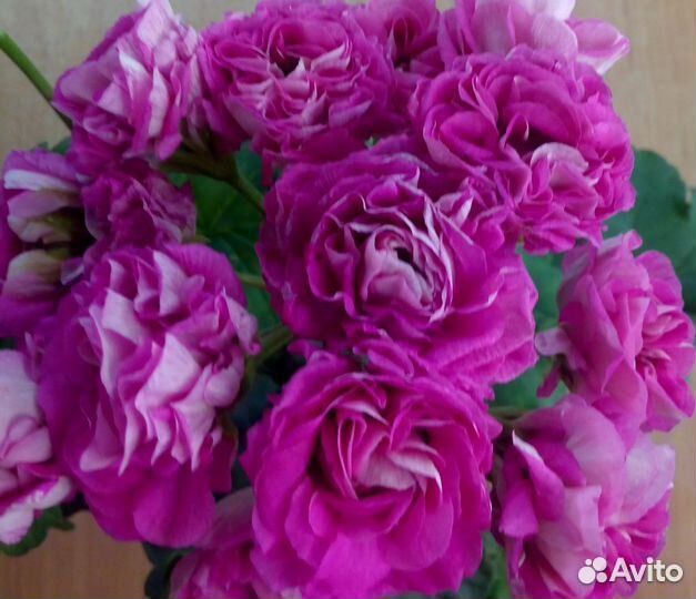 Пеларгонии сортовые