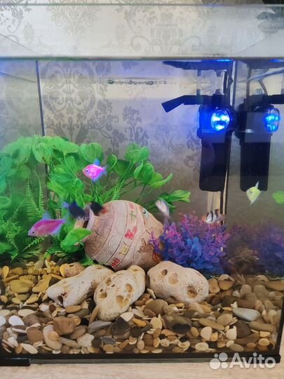 Аквариум aquael с рыбками