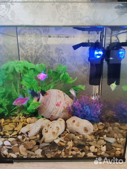 Аквариум aquael с рыбками