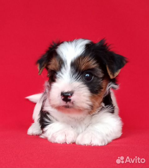 Бивер мальчик