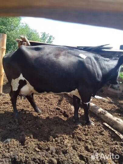 Продам коров