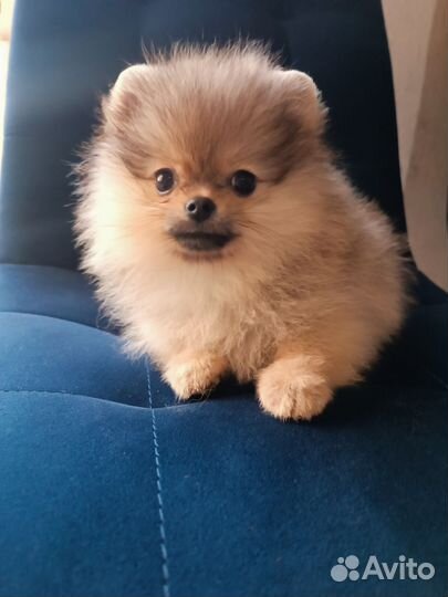 Померанский шпиц