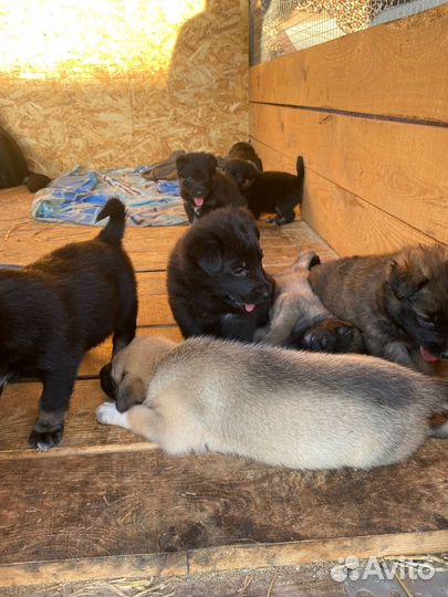 Собаки бесплатно