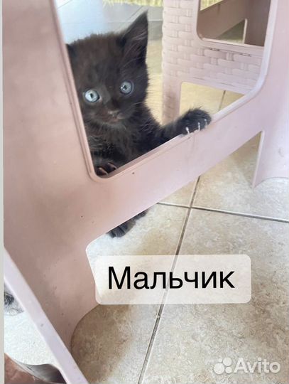 Котята породистые