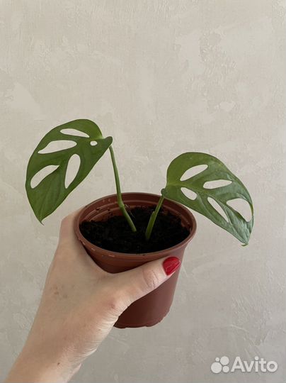 Монстера Адансона Обликва Манки Маск