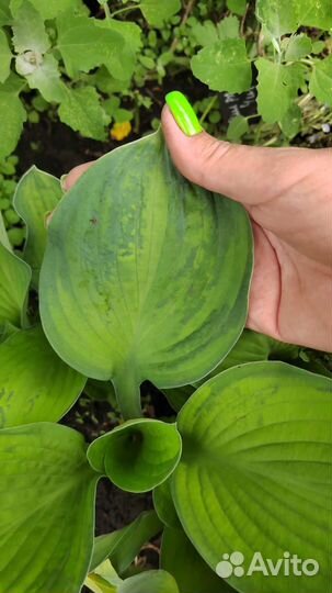 Хоста, многолетники