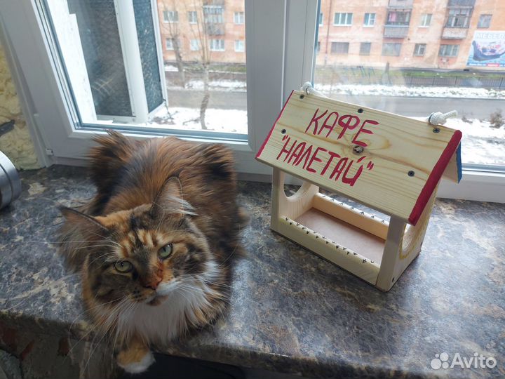 Кошка мейкун бесплатно