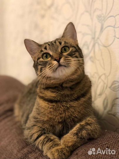 Сверхласковая кошка обнимашка и целовашка в дар