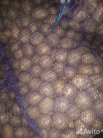 Крупный картофель гала