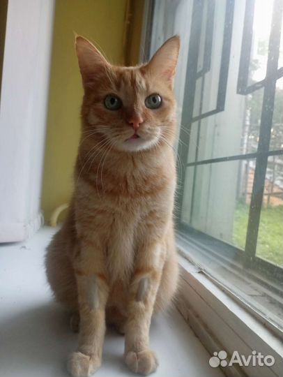 Кот Апельсин метис бобтейла