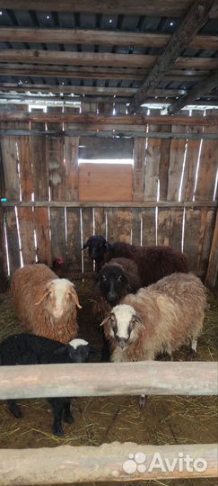 Овцы эдельбай