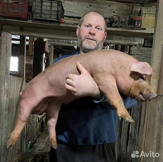 Поросята дюрок