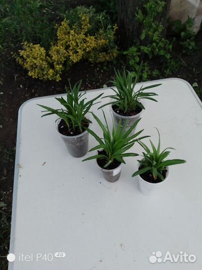 Саженец лиатриса